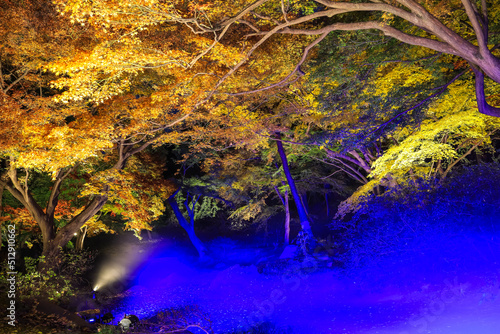 Bunkyo City,Tokyo,Japan on December6,2019:Illumination at Rikugien Garden in autumn.The contrast of the leaves against the dark night sky makes their colors seem even more vibrant than in the daytime.