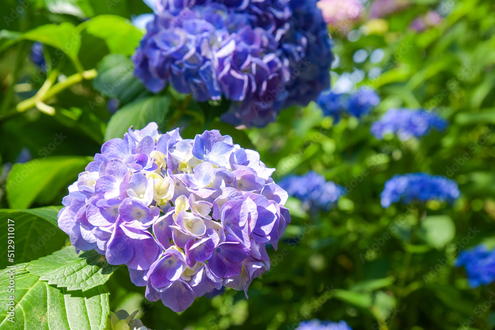 紫色のあじさい