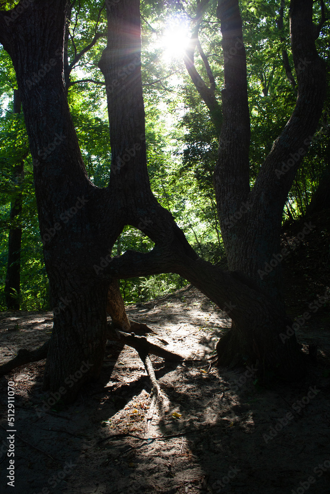 Love of trees Love of trees