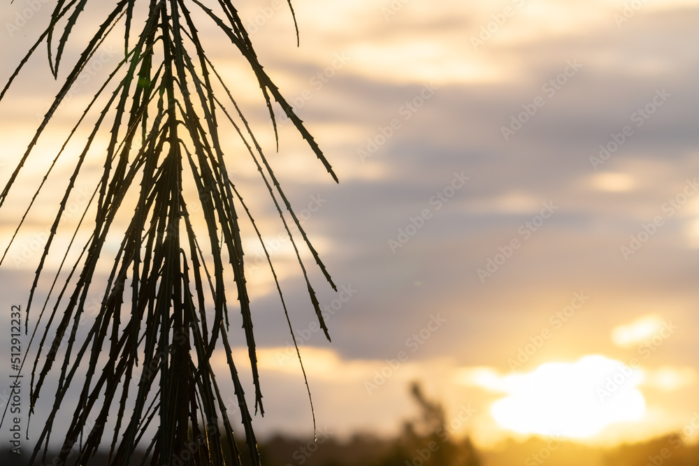 Fototapeta premium Drooping stiff long leaves Immature of lancewood tree in New Zealand rainforest against sunset sky