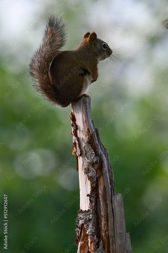 A tiny pine squirrel balances on top of a tree stump.