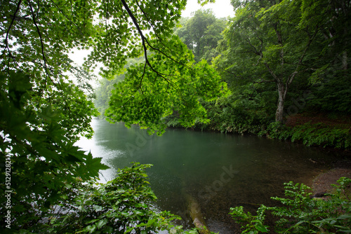雨で霞む森の中にある池のほとりの緑色の楓の葉