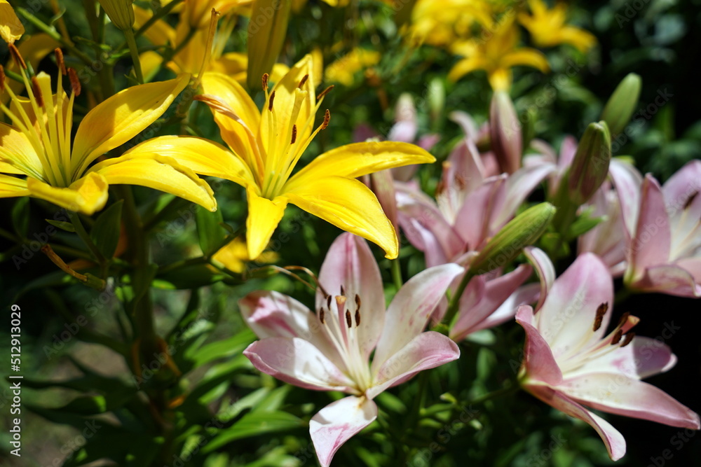 Obraz premium Lilium longiflorum テッポウユリ 鉄砲百合 リュウキュウユリ タメトモユリ ユリ 百合