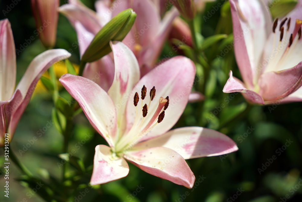 Lilium longiflorum テッポウユリ 鉄砲百合 リュウキュウユリ タメトモユリ ユリ 百合 Lilium longiflorum テッポウユリ 鉄砲百合 リュウキュウユリ タメトモユリ ユリ 百合