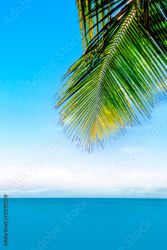 Fototapeta Naklejka Na Ścianę i Meble -  China, Hainan Island, Coconut Palm
