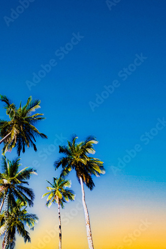 Costa Rica, Limón Province, Coconut Palms on the Caribbean Sea