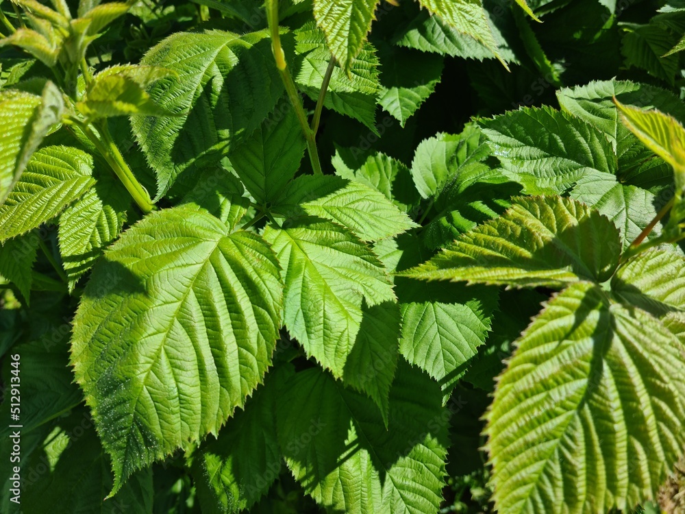Pattern of green blackberry leaves in garden Pattern of green blackberry leaves in garden