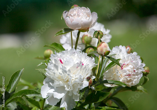 White peony. Variety Festiva Maxima (Festiva Maxima).
Description This is one of the most common white terry varieties that has not degenerated for more than 100 years. photo