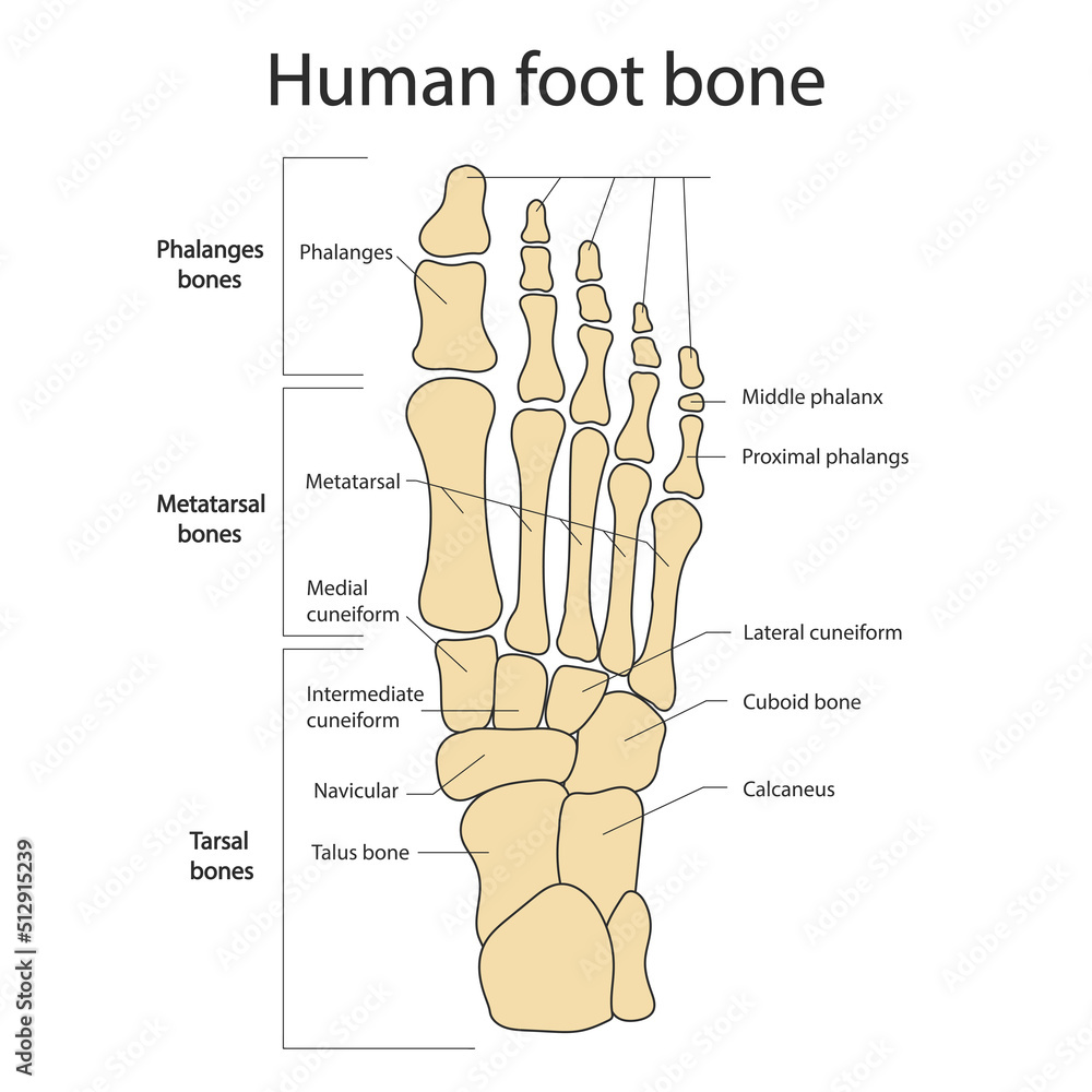 Vecteur Stock Foot bones. Anatomy of the skeletal system of the human legs  and feet. | Adobe Stock
