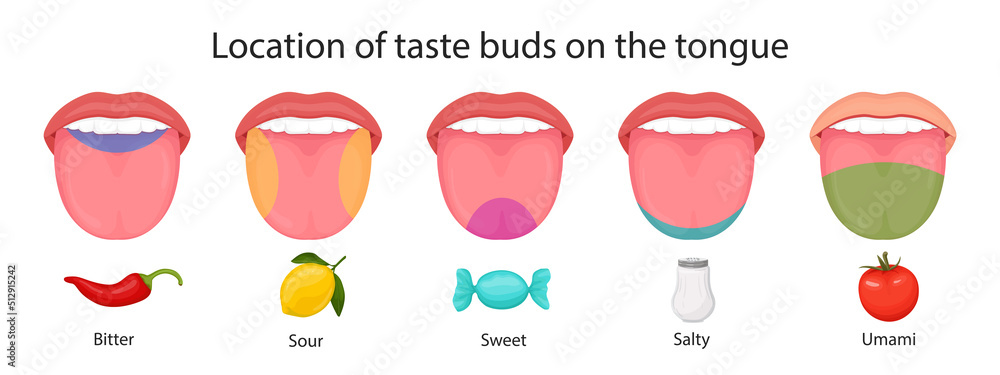 Vetor De Taste Buds Of The Tongue Sour Sweet Bitter Salty And Umami 
