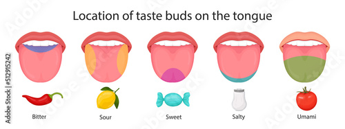 Taste buds of the tongue, sour, sweet, bitter, salty and umami taste. vector illustration