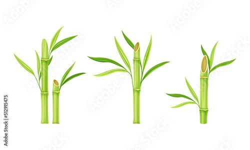 Green fresh bamboo stems with leaves vector illustration