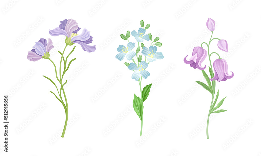 Collection of beautiful wild flowers. Herbaceous flowering plants vector illustration