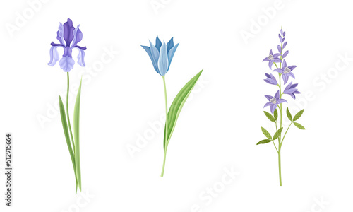 Collection of beautiful blue and purple wild flowers. Herbaceous flowering plants vector illustration