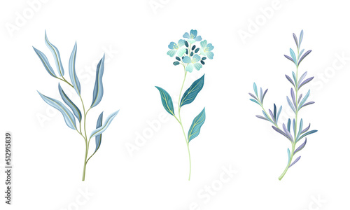 Set wild meadow herbs and flowers  herbaceous plants vector illustration