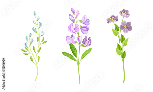 Beautiful delicate wild flower set. Herbaceous flowering plants vector illustration isolated on white © Happypictures