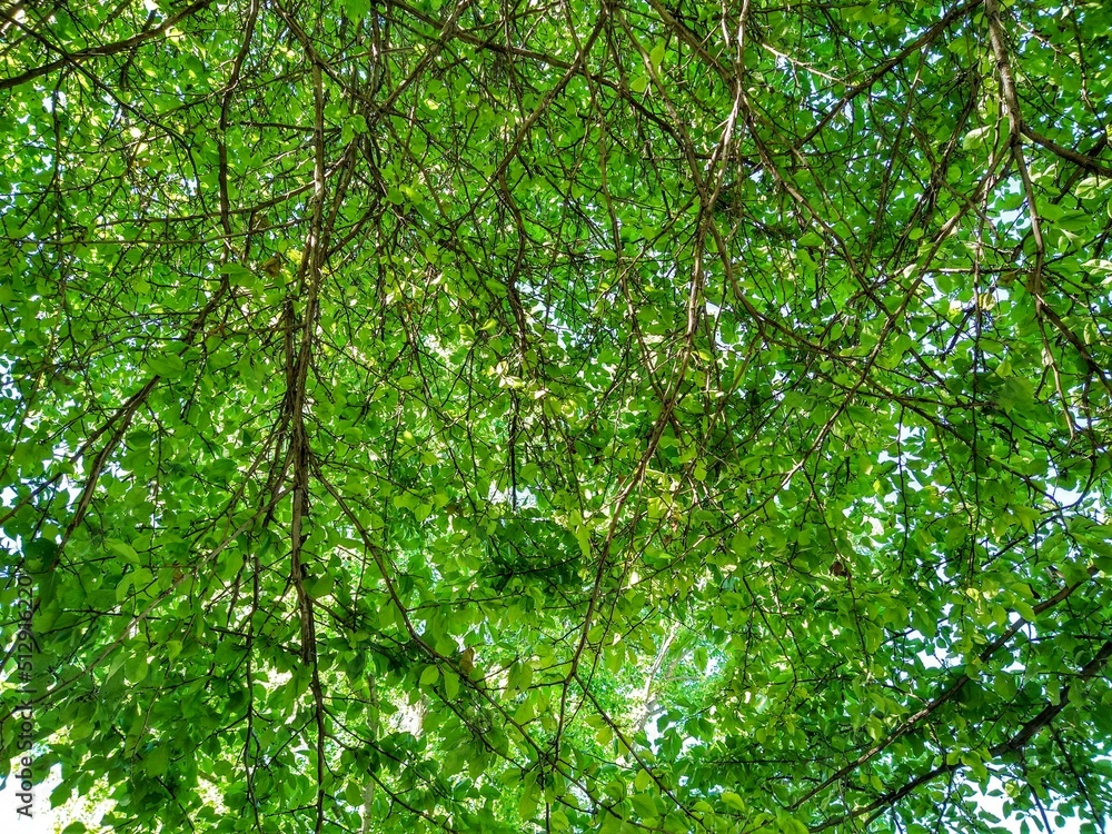 Fototapeta premium Summer Sunlit Green Leaves and Branches