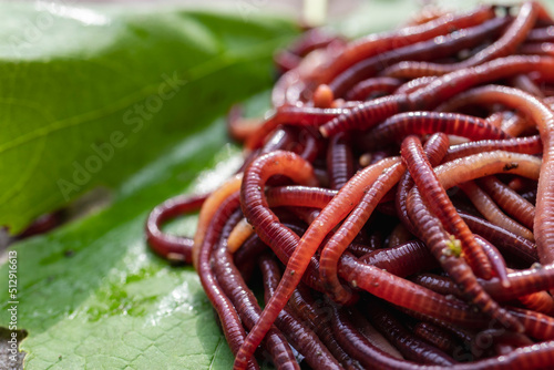 Breeding red worms Dendrobena. Fertile soil. Natural soil improvement. Fishing worms. photo