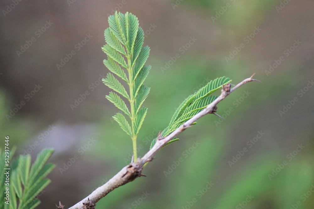 GREEN LEAS ON FOREST NATURAL PICTRES