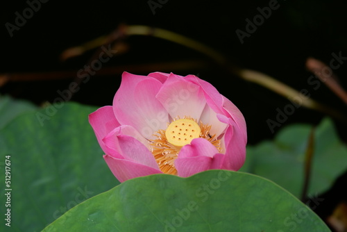 A beautiful pink lotus flower or bunga teratai (Nelumbo Nucifera) blooms in a city park on a blurred background photo