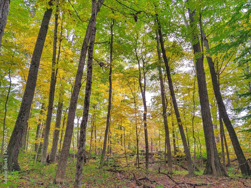 Fototapeta premium Thin Yellow and Green Leaf Trees in Autumn Forest Park 