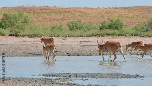 Wild saiga antelope or Saiga tatarica drinks in steppe. 4K
