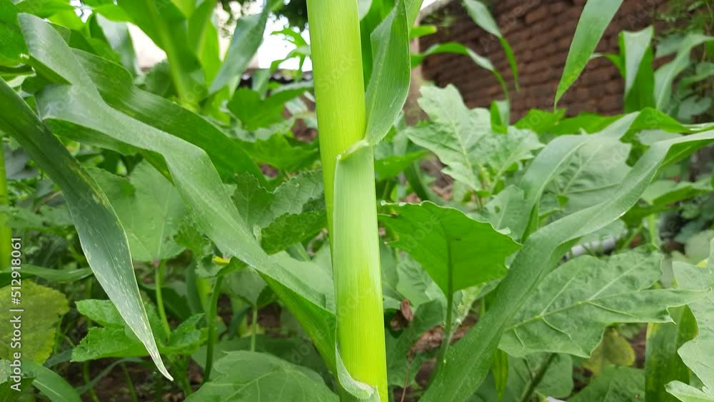 Corn Maize Agriculture Nature Field. Green corn field against agricultural crop.
Maize also known as corn. Field Rural Farm. Green Maize Plants in India. Corn Maize Agriculture Nature Field. Green corn field against agricultural crop.
Maize also known as corn. Field Rural Farm. Green Maize Plants in India.