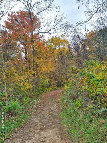 autumn foliage and path