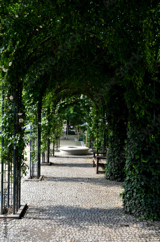 Fototapeta Naklejka Na Ścianę i Meble -  portico. columnar arcade trelaz promenade. porosle climbing rose covers the path in the park garden and shades