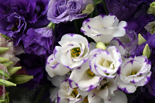 Super-cluster of all hues and colors . These amazing summer blooms make for spectacular viewing  amongst the worlds greatest flowers collections. A true treat from nature.