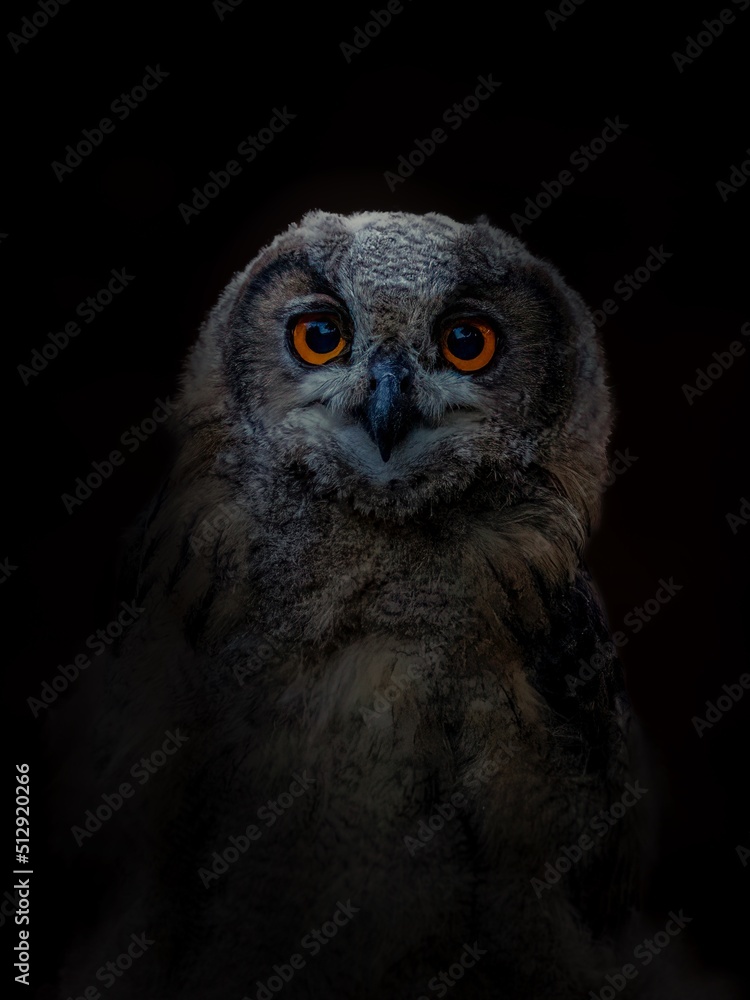 Portrait of Eagle owl Portrait of Eagle owl