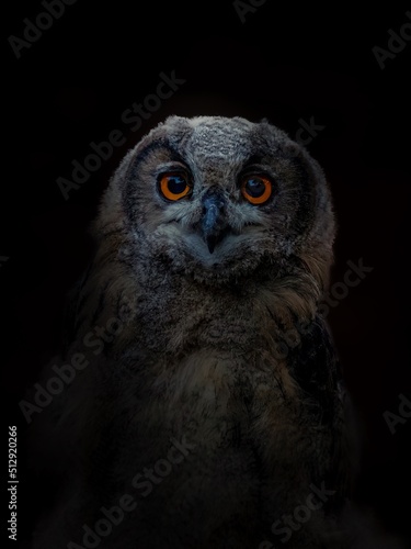 Portrait of Eagle owl
