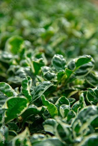 coprosma plant leaves background in the garden