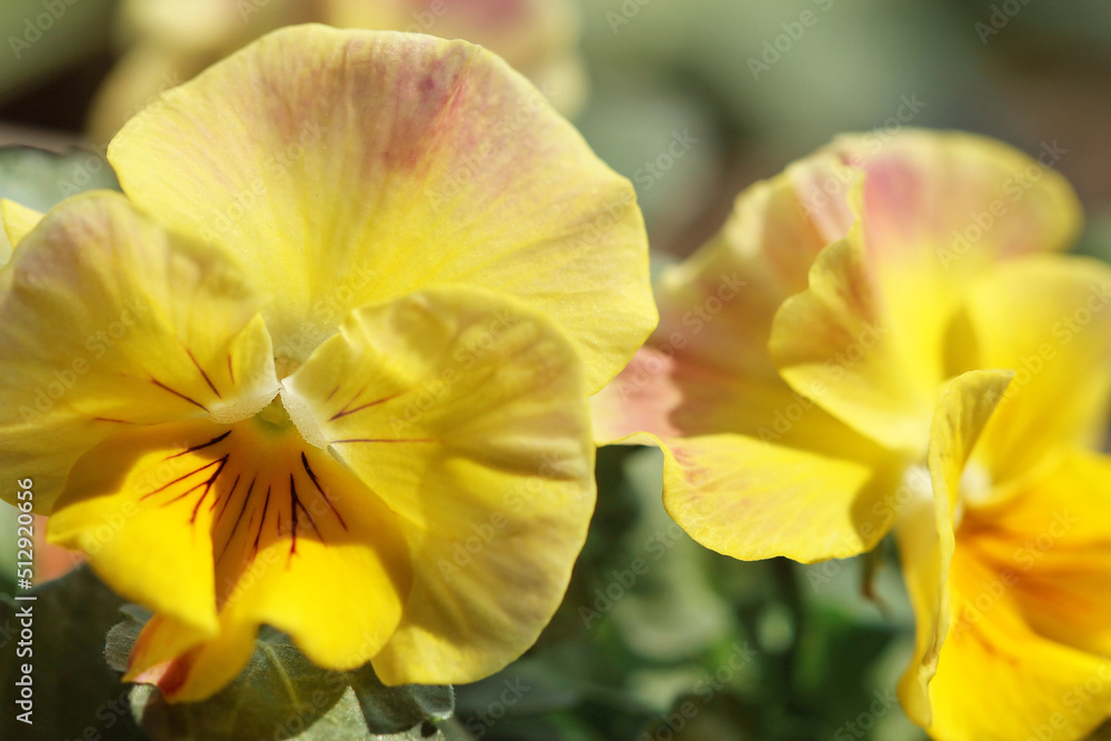 yellow viola flowers in the garden