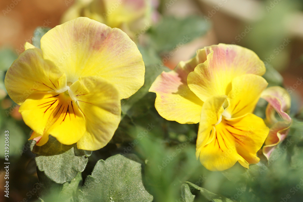 yellow viola flowers in the garden yellow viola flowers in the garden