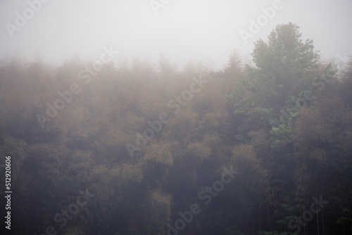 misty morning in the forest with golden autumn leaves, background, copy space for text