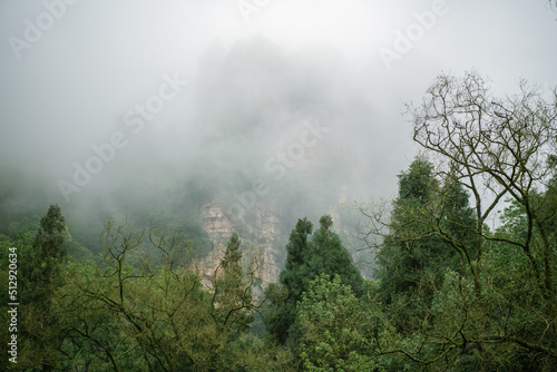 Avatar mountains in dense fog in Zhangjiajie  Hunan  China   green forest  horizontal image with copy space