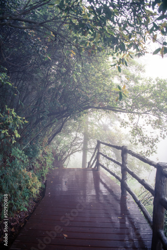 The wooden sidewalk across the misty forest in Zhangjiajie  Hunan  China  vertical background image with copy space fo text