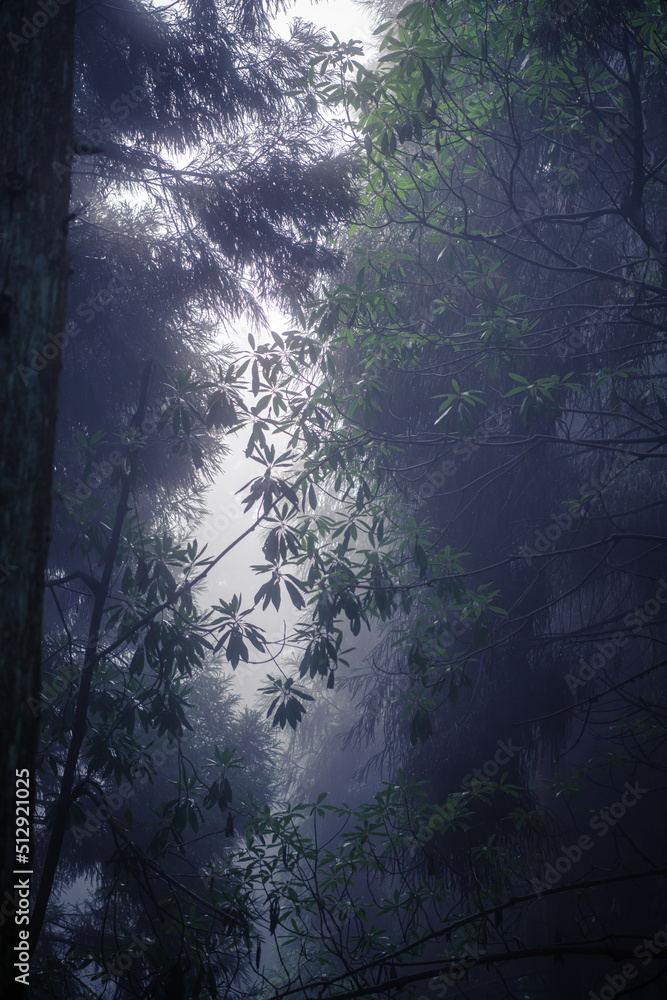 Obraz premium Vertical background image of the bamboo leaves in the fog on Avatar mountains, Zhangjiajie, Hunan, China, copy space for text