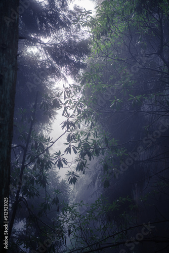 Vertical background image of the bamboo leaves in the fog on Avatar mountains, Zhangjiajie, Hunan, China, copy space for text