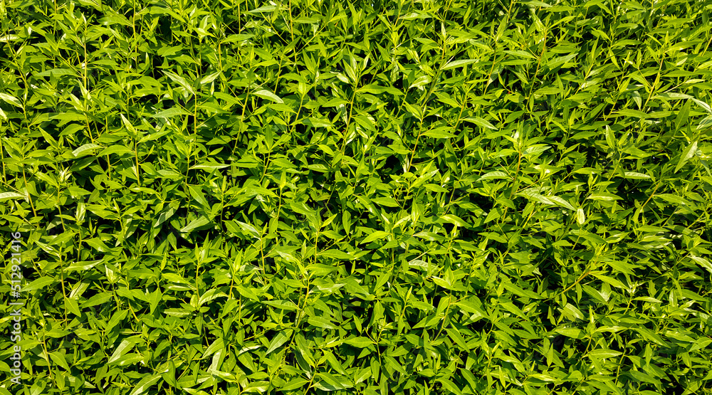 green grass field bush nature green grass field bush nature