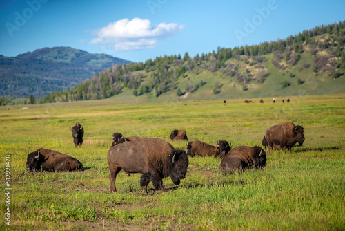 Bisons with landscape of Yellow Stone National Park
