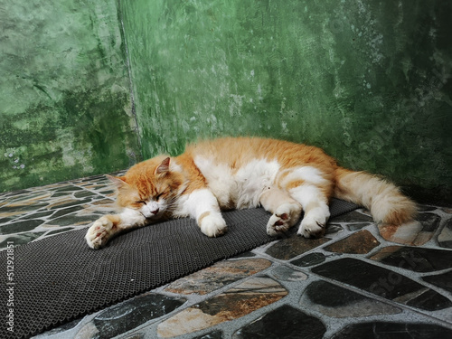 Sleeping Persian cat on the floor