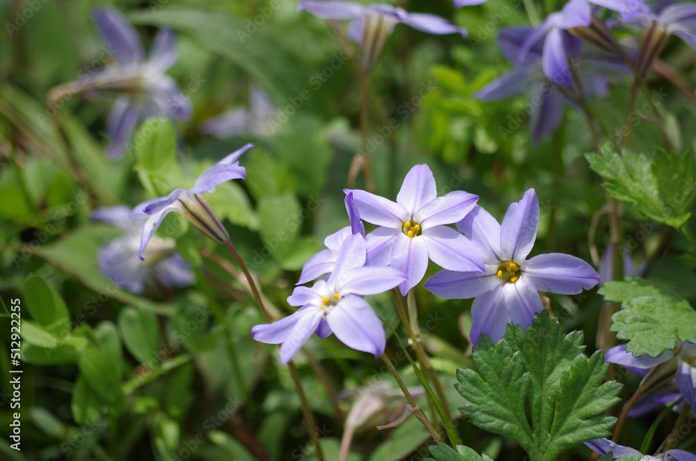 spring starflower