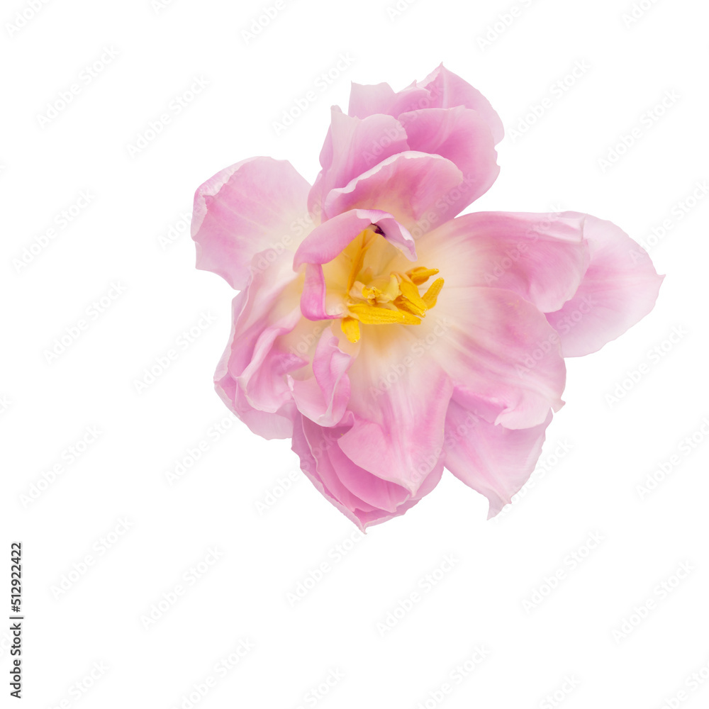 Fototapeta premium Pink tulip flower isolated on white background.