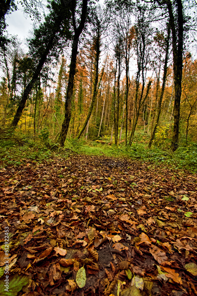 autumn in the forest