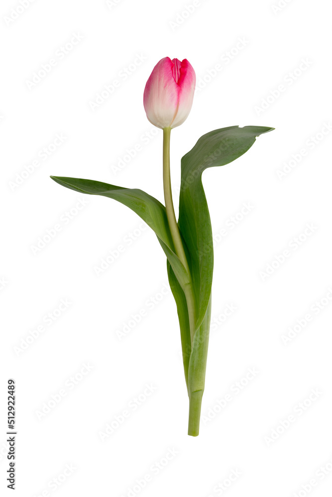 Lilac tulip flowers on white background. Lilac tulip flowers on white background.