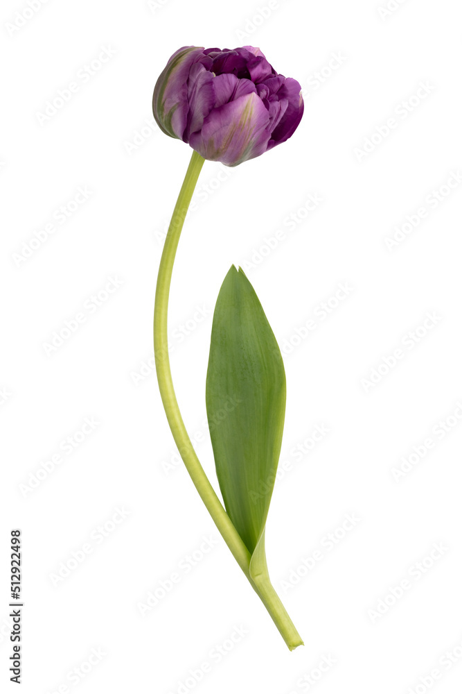 Lilac tulip flowers on white background. Lilac tulip flowers on white background.