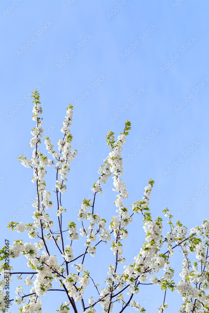 Beautiful flowering cherry tree blooming against clear blue sky in the spring. Copy space. Beautiful flowering cherry tree blooming against clear blue sky in the spring. Copy space.