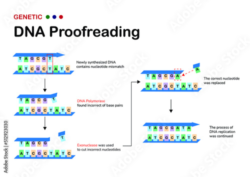 The scientific diagram show mechanism of DNA proofreading by cut and insert nucleotide (base) in replication process